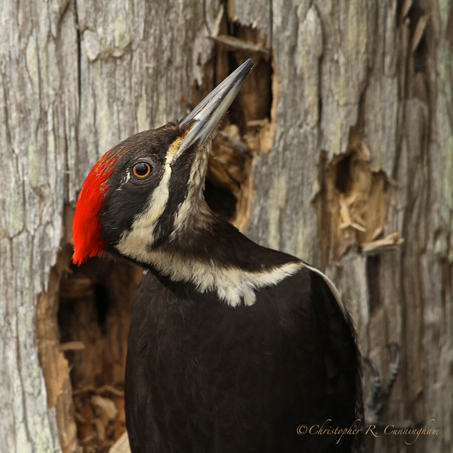 Female Pileated Woodpecker, Olympic Peninsula, Washington