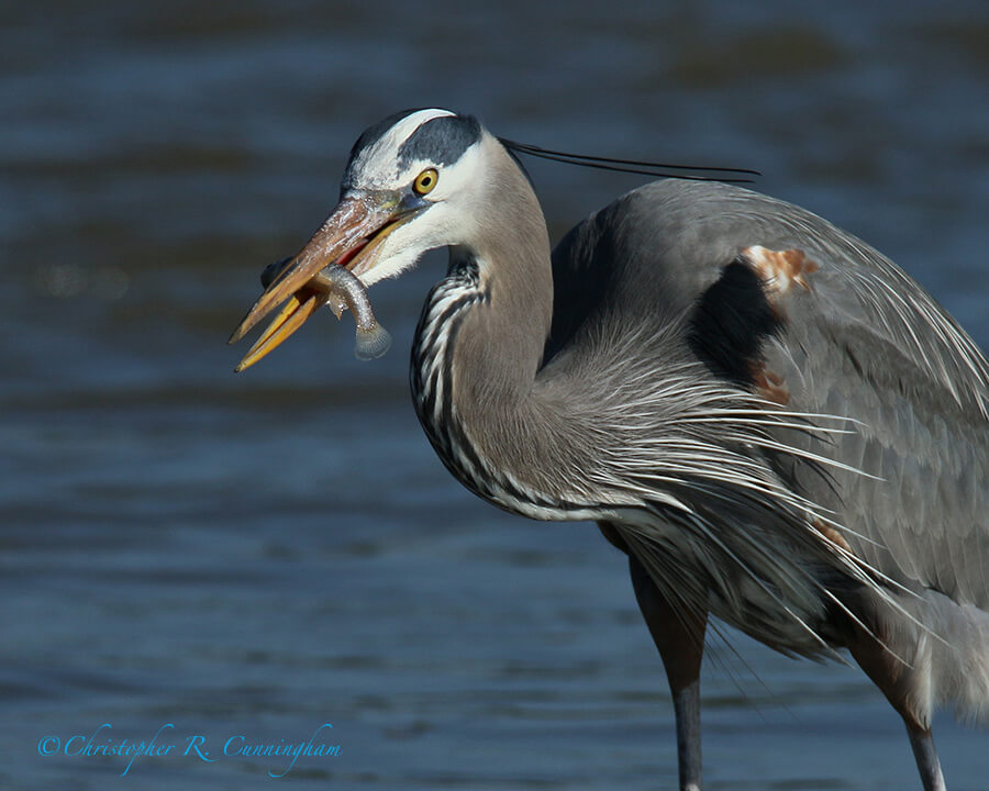 Great Blue Heron with fish, Frenchtown Road, Bolivar Peninsula, Texas