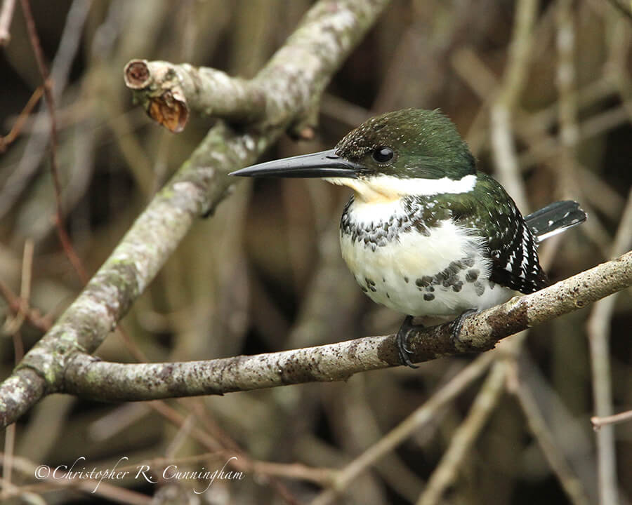 Female Green Kingfisher, South Texas