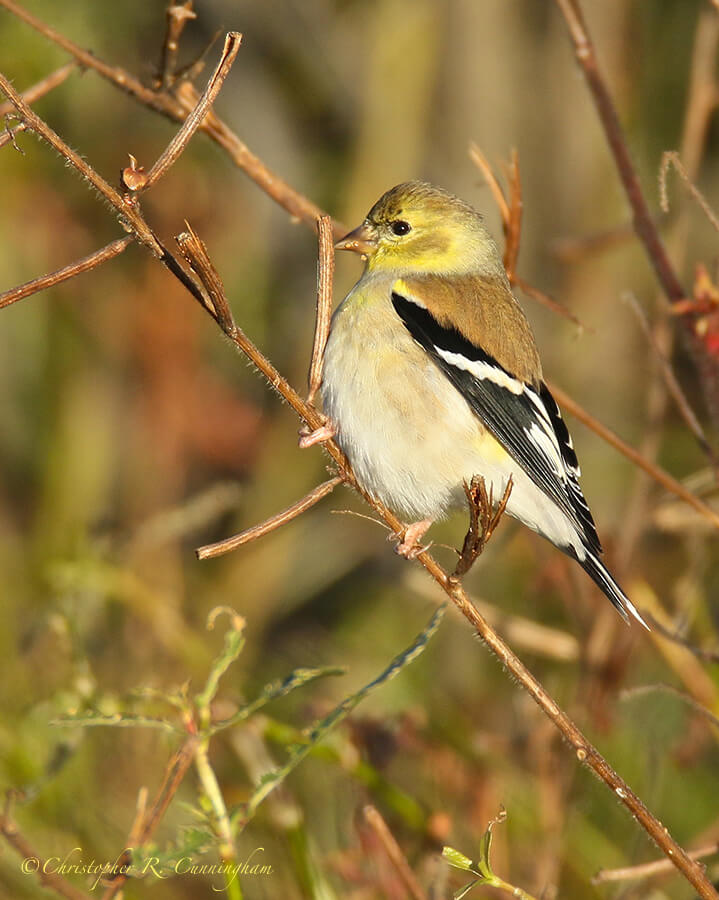 Male American Goldfinch (Nonbreeding) placking seeds, Pilant Lake, Brazos Bend State Park, Texas
