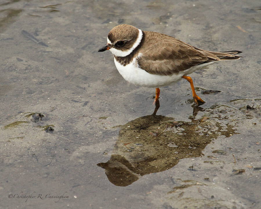 Semipalmated Plover, South Padre Island Birding Center, Texas