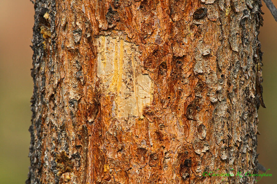 Bark peeled by American Three-toed Woodpecker, Beaver Meadows, Rocky Mountain National Park, Colorado
