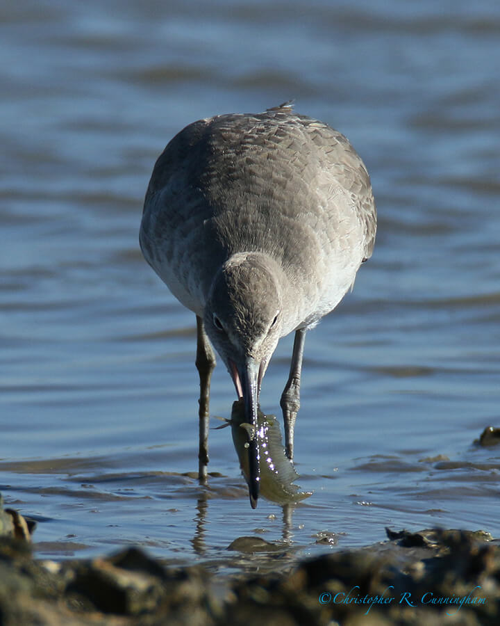 Willet with fish, Frenchtown Road, Bolivar Peninsula, Texas