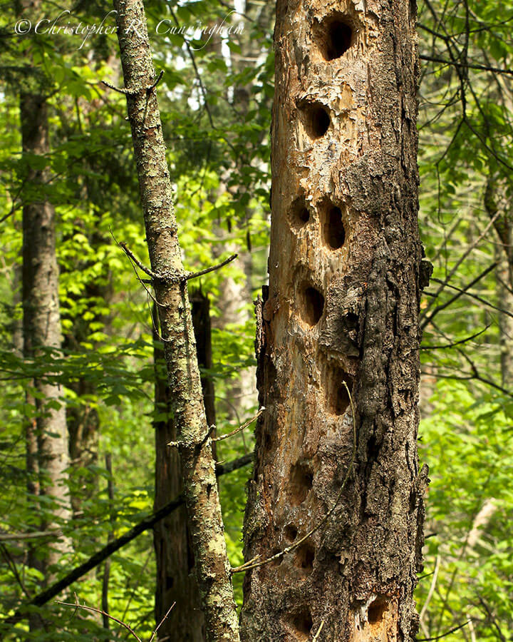 Woodpecker ravaged tree, Minnesota