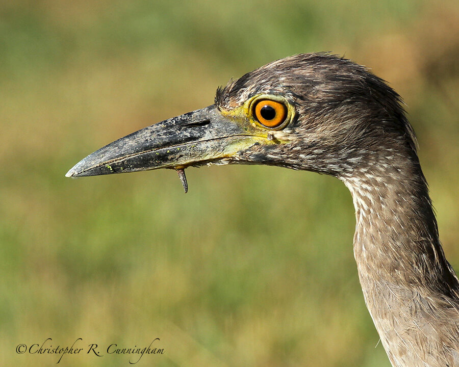 Juvenile Yellow-crowned Night-Heron with lower jaw pierced by gar tooth, Brazos Bend State Park, Texas