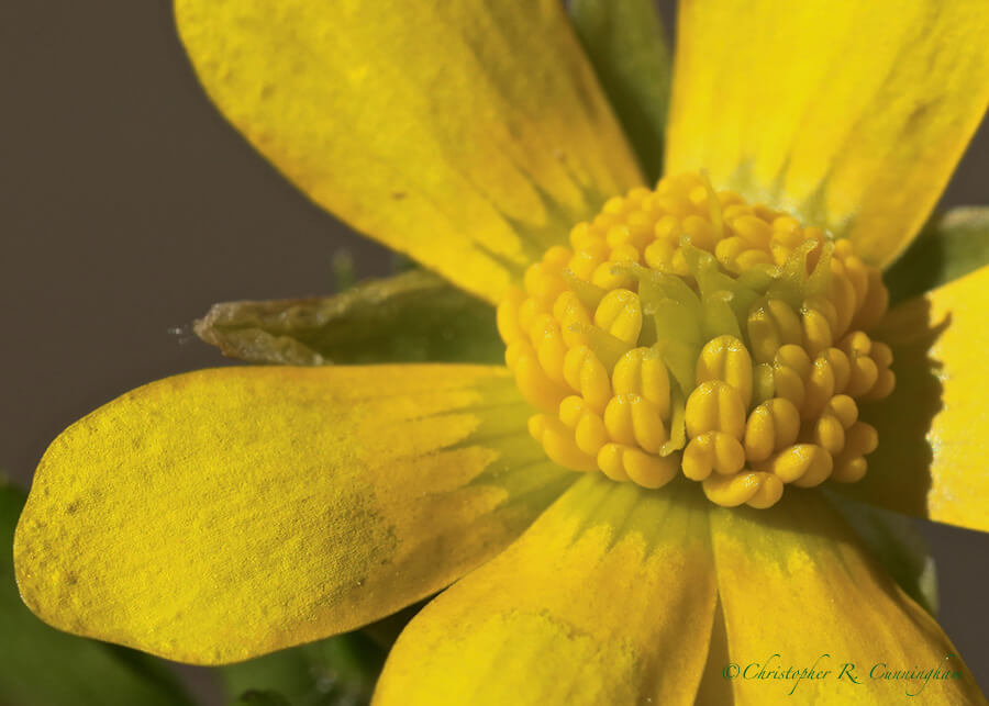 Buttercup, Brazos Bend State Park, Texas