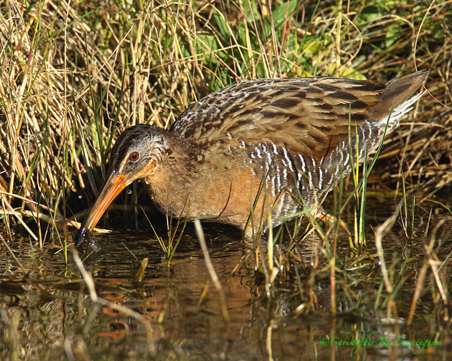 Clapper Rail with fish, Anahuac National Wildlife Refuge, Texas