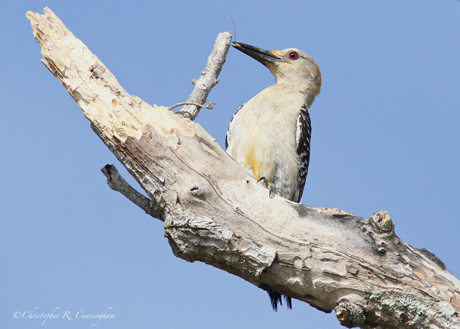 Photo-birding Immature Golden-fronted Woodpecker with Giant Walkingstick, Estero Llano Grande State Park, Texas