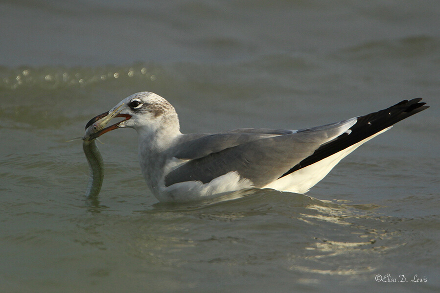 Photo-birding Gull with Needlefish, Hans and Pat Suter City Wildlife Park, Corpus Christi, Texas