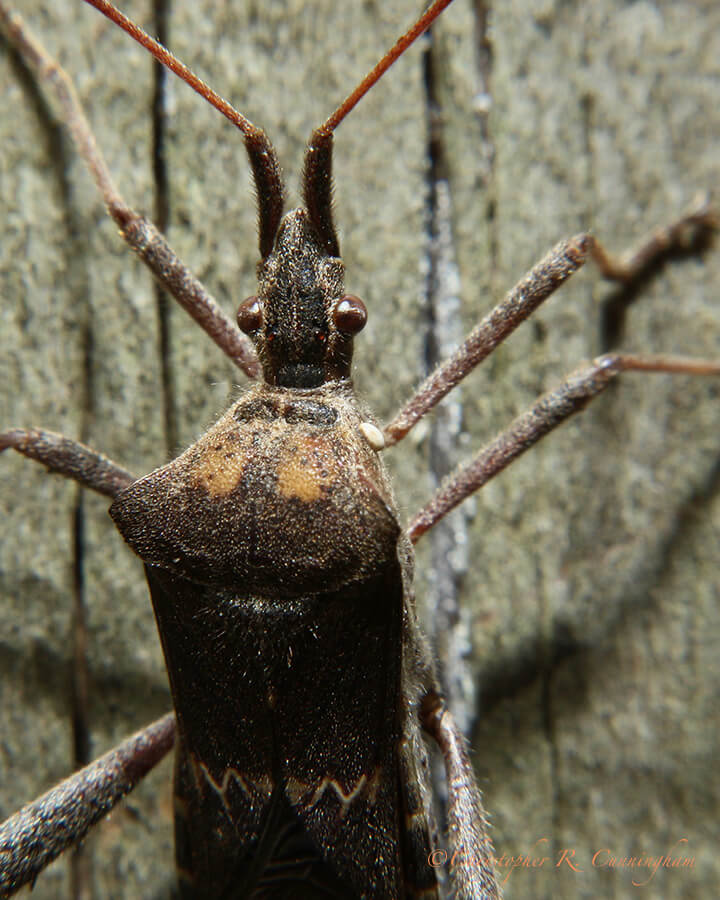 Hemipteran with parasitic mite, Houston, Texas