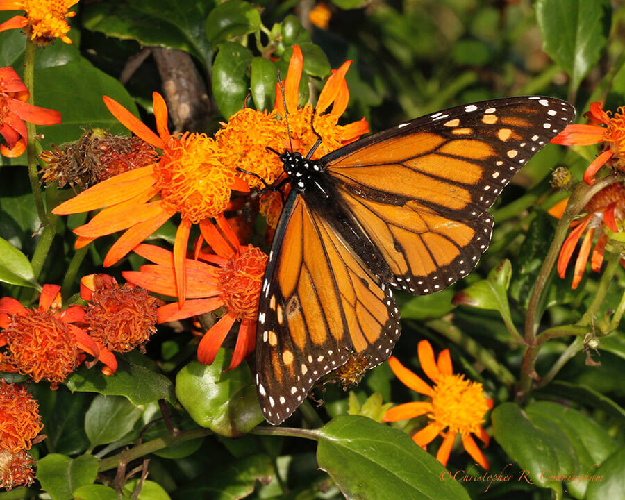 Monarch Butterfly, winter, South Padre Island, Texas