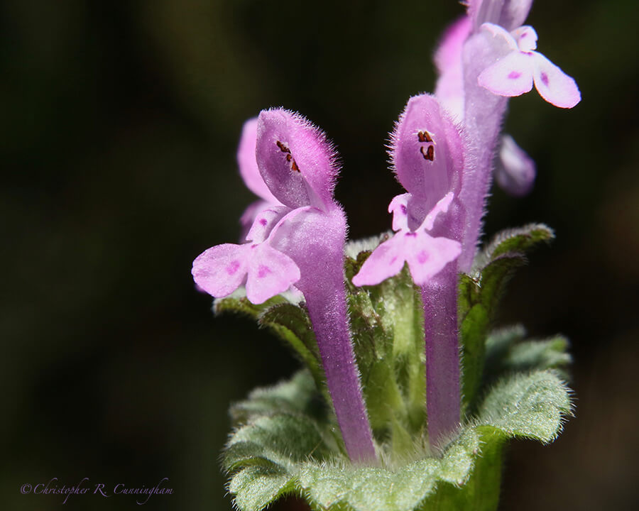 Purple Pea Flower, Houston, Texas