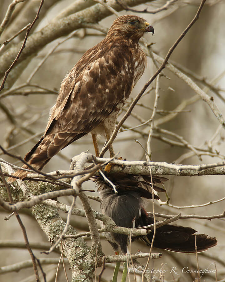 Immature Red-shouldered Hawk with Common Moorhen, Pilant Slough, BBSP