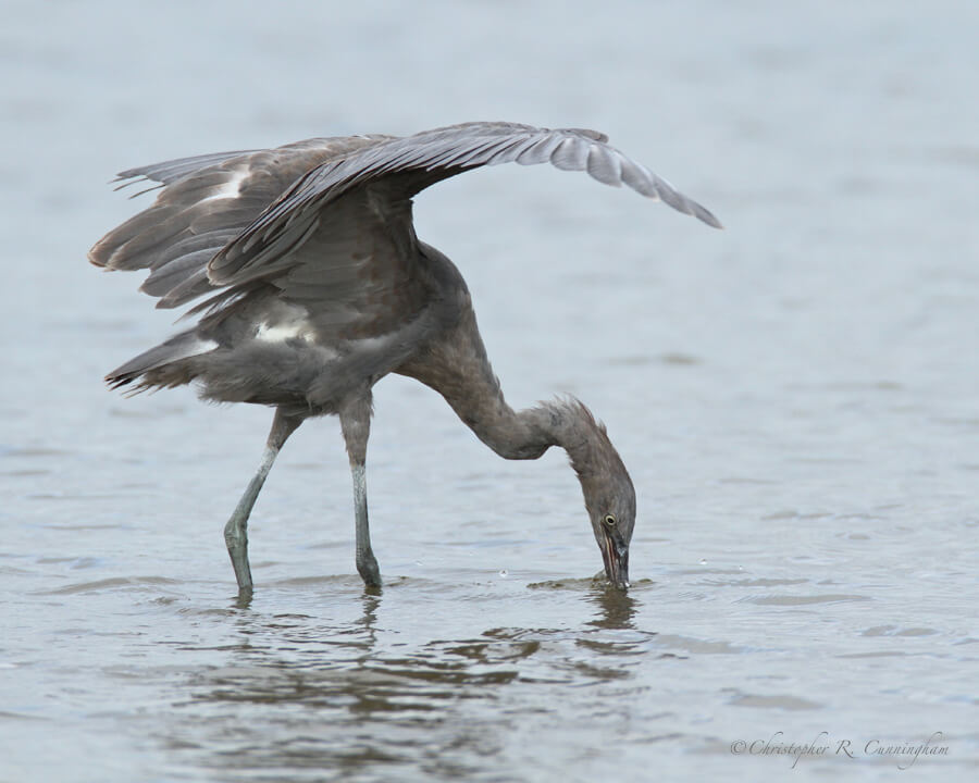 Photo-birding Reddish Egret, Bryan Beach, Texas