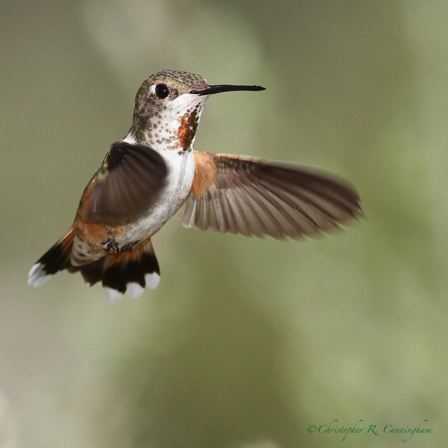 Photo-birding Rufous Hummingbird in Flight