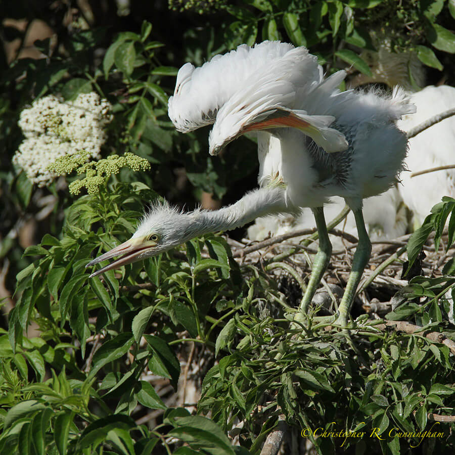 Snowy Egret Chick Stretches its Wings, Smoth Oaks Rookery, High Island, Texas