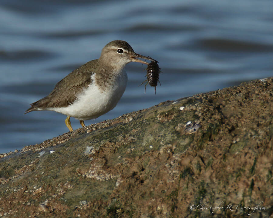 Spotted Sandpiper (non breeding) with Isopod, Surfside Jetty Park, Texas