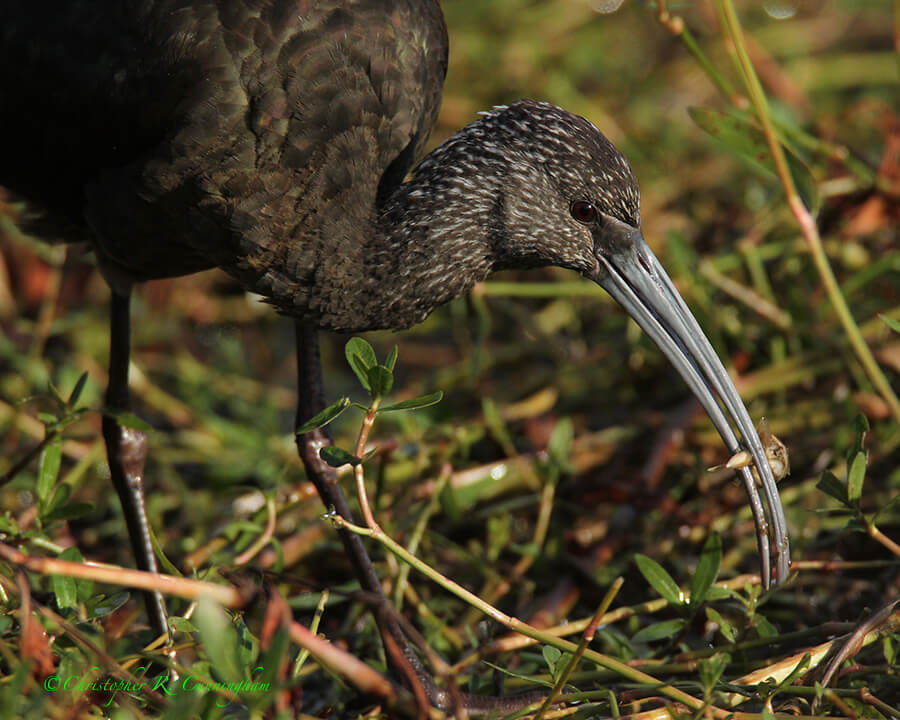 White-faced Ibis with Bulb, Elm Lake, Brazos Bend State Park, Texas