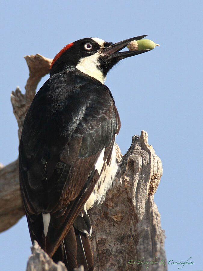 Acorn Woodpecker with Acorn, Cave Creek Ranch, Portal, Arizona