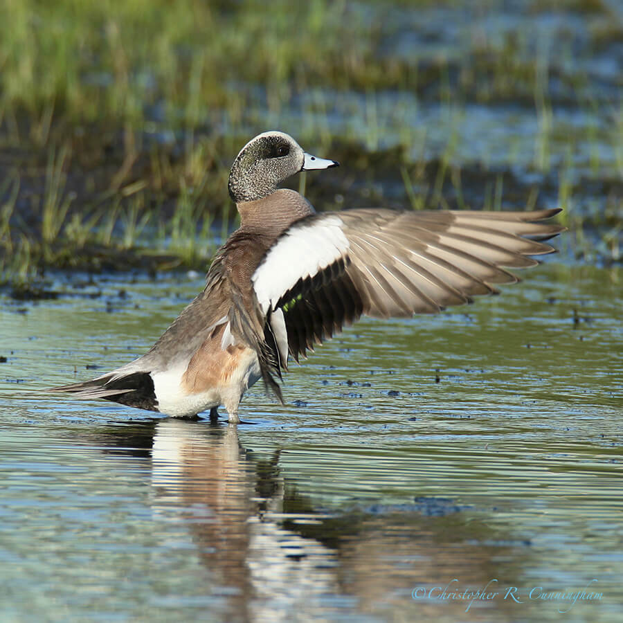 American Wigeon Drake, Lafitte's Cove, Galveston Island, Texas