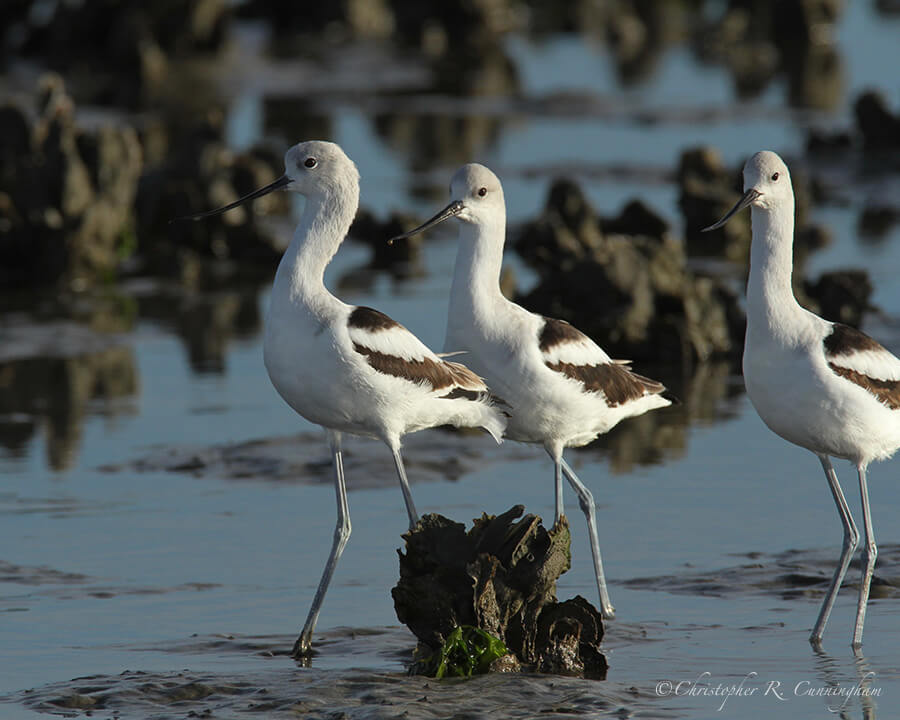 American Avocets among Oysters, Frenchtown Road, Bolivar Peninsula, Texas