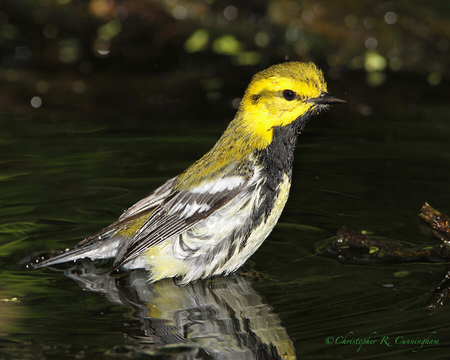 Bathing Black-throated Green Warbler, Lafitte's Cove, Galveston Island, Texas