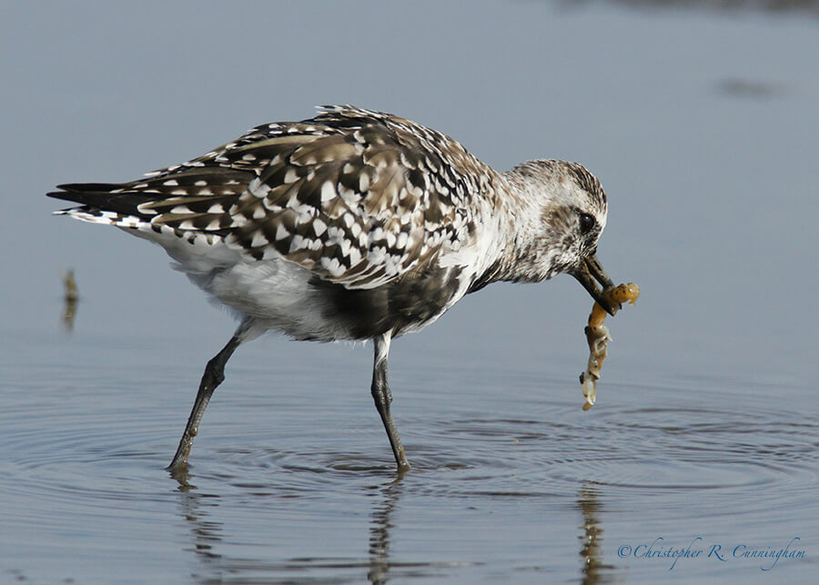 Black-bellied Plover with Ghost Shrimp, Frenchtown Road, Bolivar Peninsula, Texas