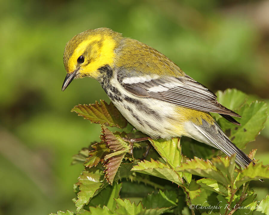 Black-throated Green Warbler, Lafitte's Cove, Galveston Island, Texas