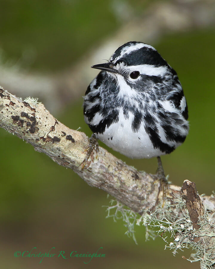 Black and White Warbler, Lafitte's Cove, Galveston Island, Texas