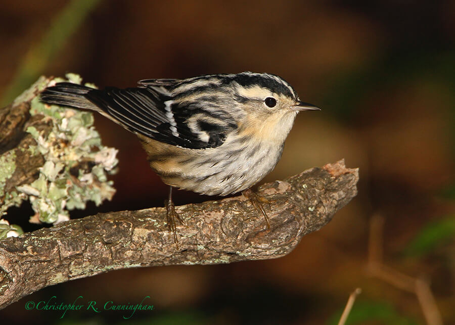 Black and White Warbler, Lafitte's Cove, Galveston Island, Texas