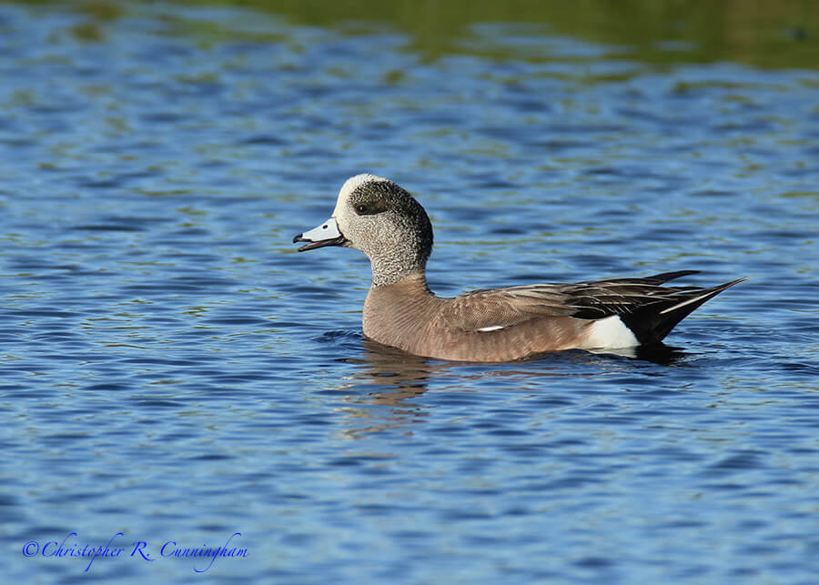 An American Wigeon Drake Calls to His Mate, Lafitte's Cove, Galveston Island, Texas