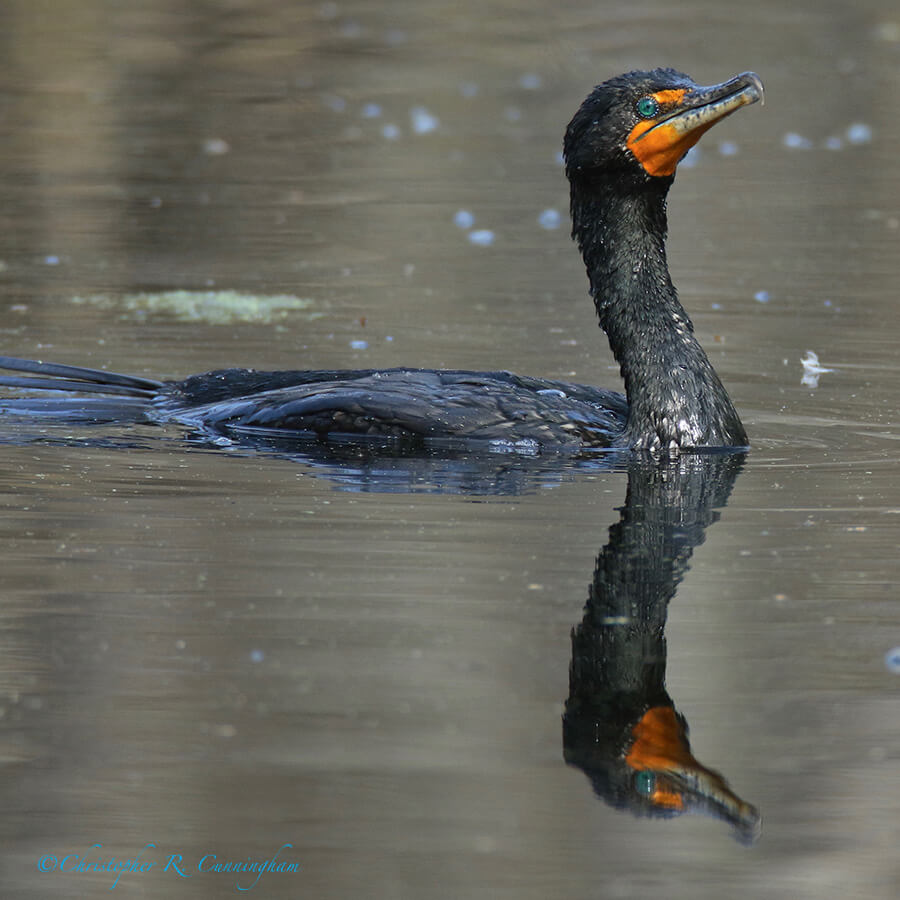 Double-crested Cormorant, Pilant Lake, Brazos Bend State Park, Texas