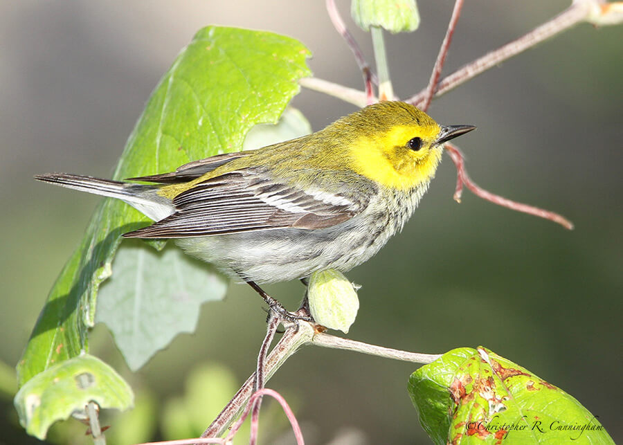 Black-throated Green Warbler, Lafitte's Cove, Galveston Island, Texas