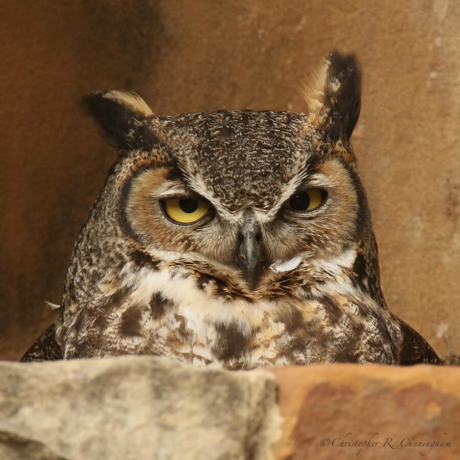 Female Great Horned Owl, Ladybird Johnson Wildflower Center, Austin, Texas
