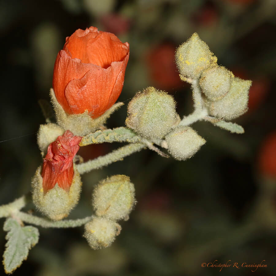 Gray Globemallow, Ladybird Johnson Wildflower Center, Austin, Texas