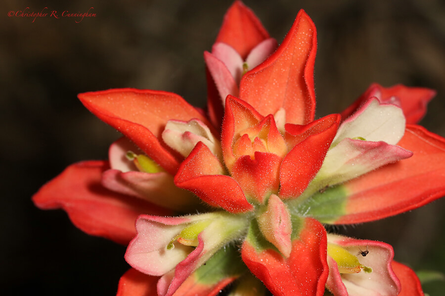 Indian Paintbrush, Ladybird Johnson Wildflower Center, Austin, Texas