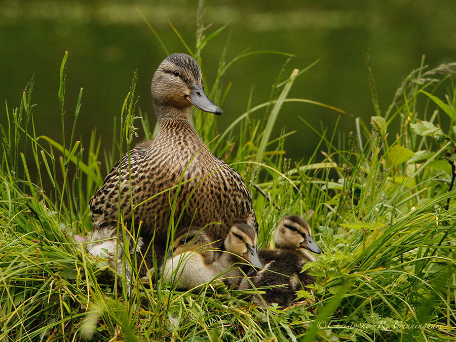Mallard Hen with Ducklings, Olympic National Park, Washington