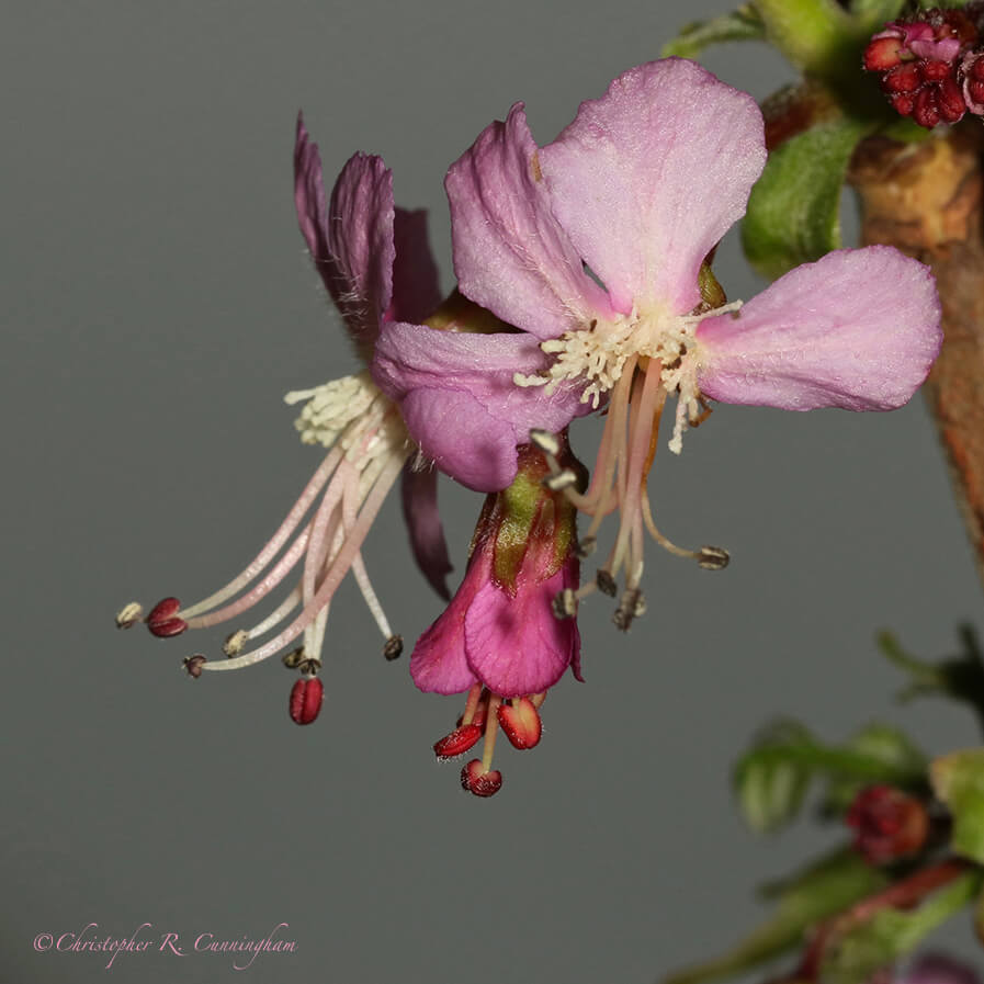 Mexican Buckeye, Ladybird Johnson Wildflower Center, Austin, Texas