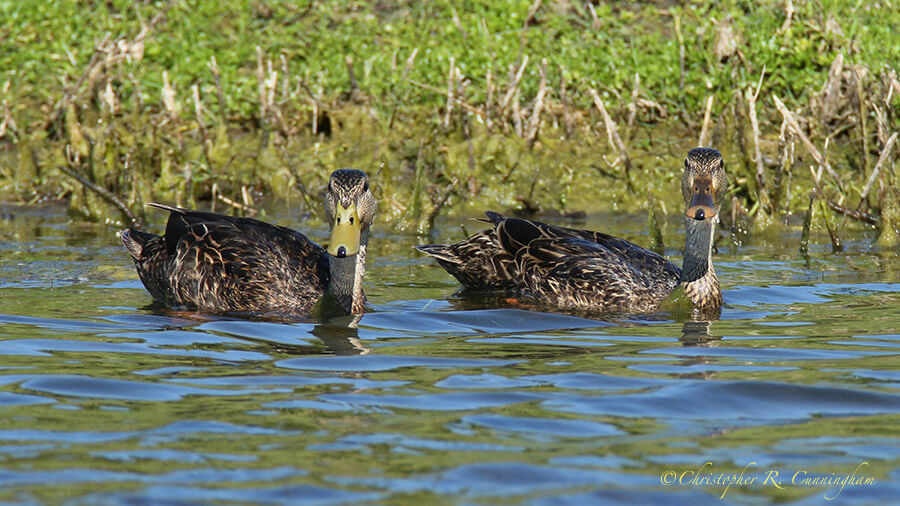 Mated Pair of Mottled Ducks, Lafitte's Cove, Galveston Island, Texas