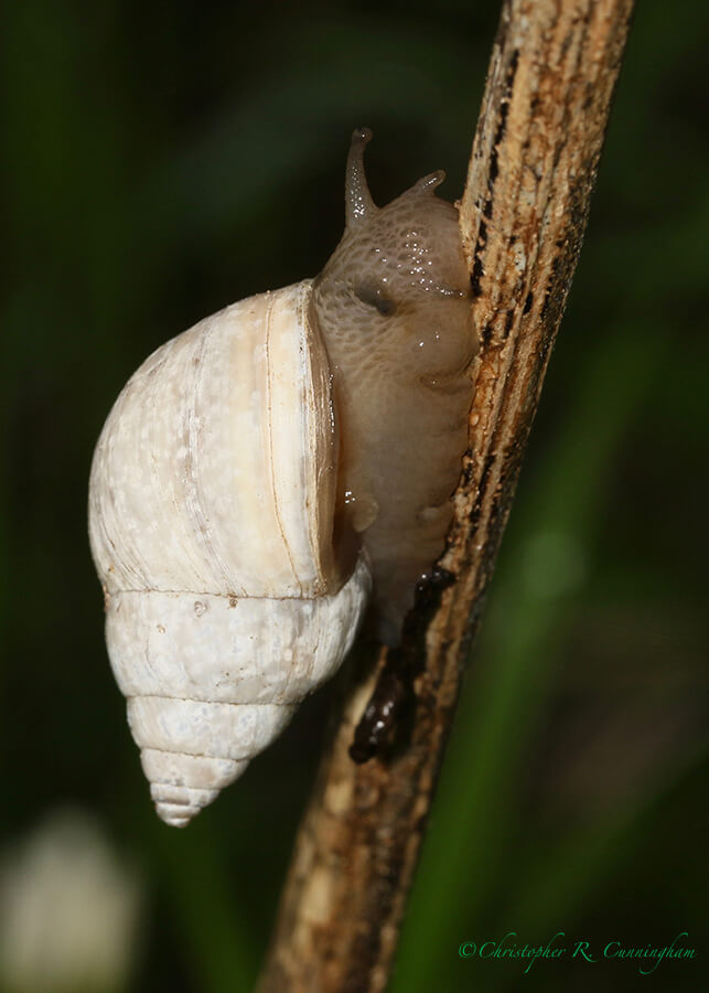 Pulmonate Land Snail, Prairie Trail, Brazos Bend State Park, Texas