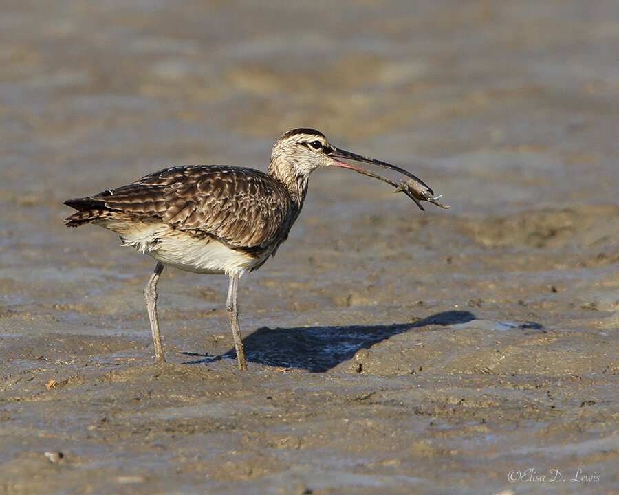 Whimbrel with Crab, Frenchtown Road, Bolivar Peninsula, Texas