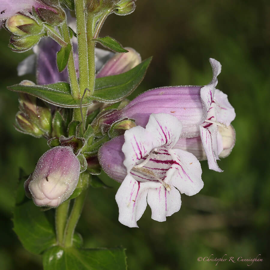 Wild Foxglove, Ladybird Johnson Wildflower Center, Austin, Texas