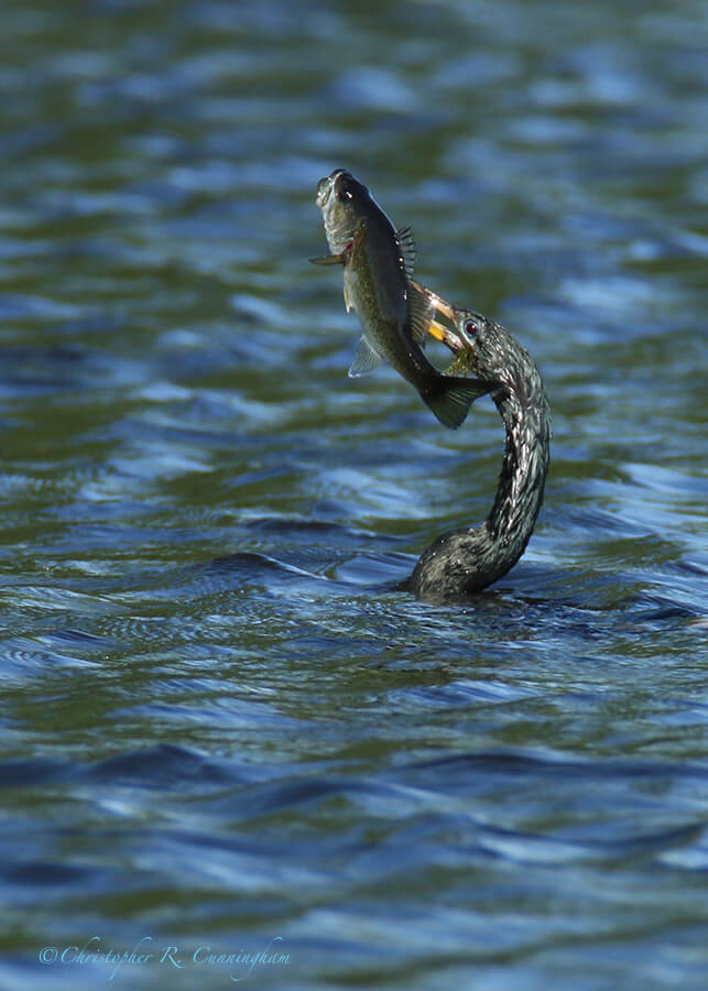 Anhinga with speared bass, 4-acre Lake, Brazos Bend State Park, Texas