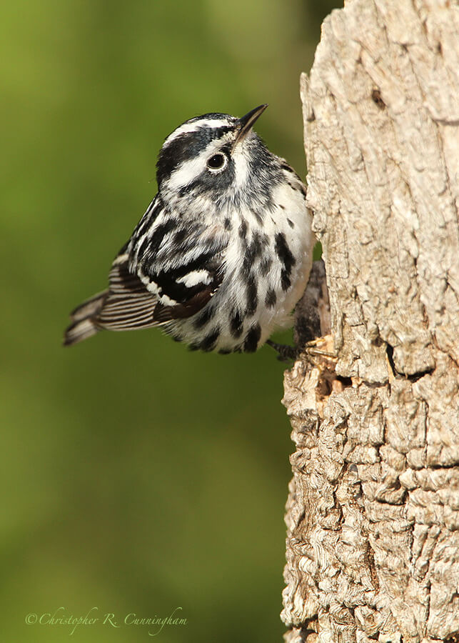 Black and White Warbler, Lafitte's Cove, Galveston Island, Texas