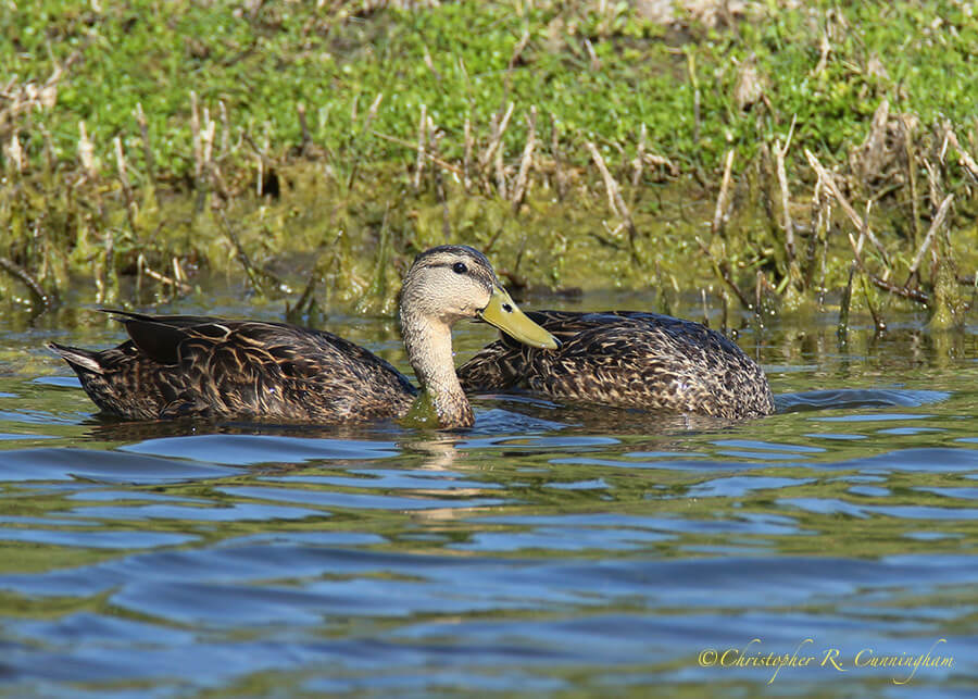 Mottled Duck Drake, Lafitte's Cove, Galveston Island, Texas