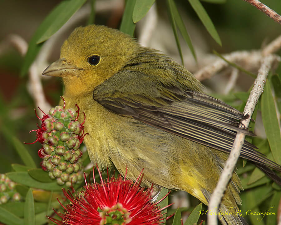 Female Scarlet Tanager, Catholic Cemetery, Dauphin Island, Alabama