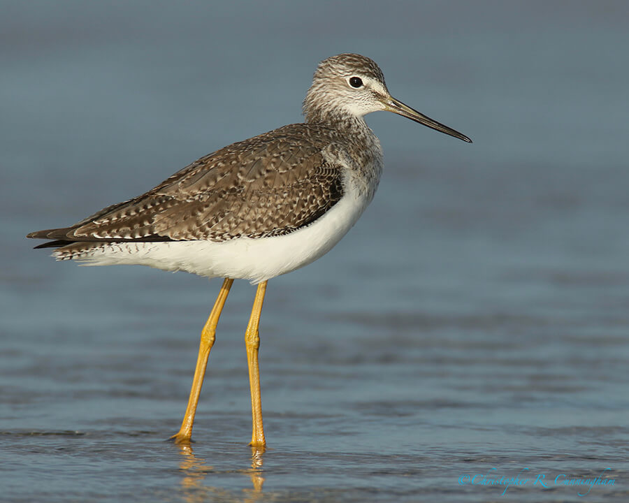 Greater Yellowlegs, East Beach, Galveston Island, Texas