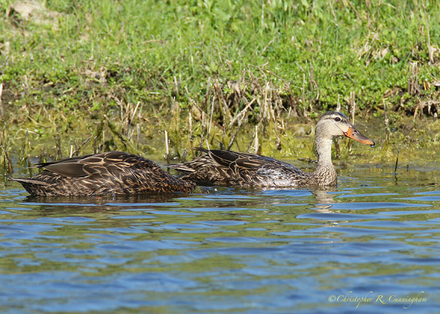 Mottled Duck Hen, Lafitte's Cove, Galveston Island, Texas