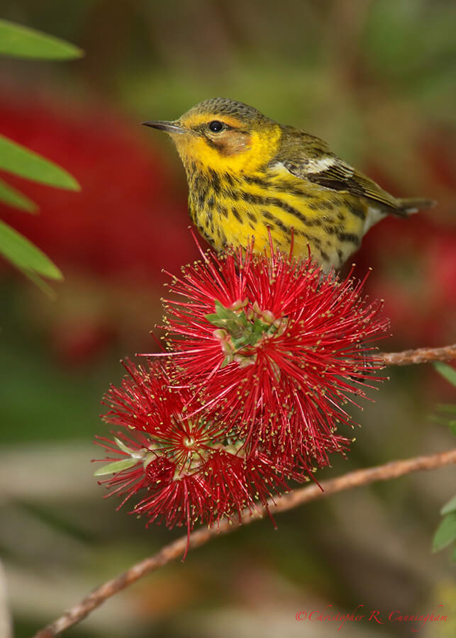 Male Cape May Warbler on Bottlebrush Tree, Catholic Cemetery, Dauphin Island, Alabama