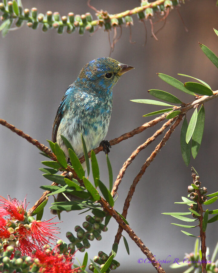 Male Indigo Bunting on Bottlebrush, Lafitte's Cove, Galveston Island, Texas